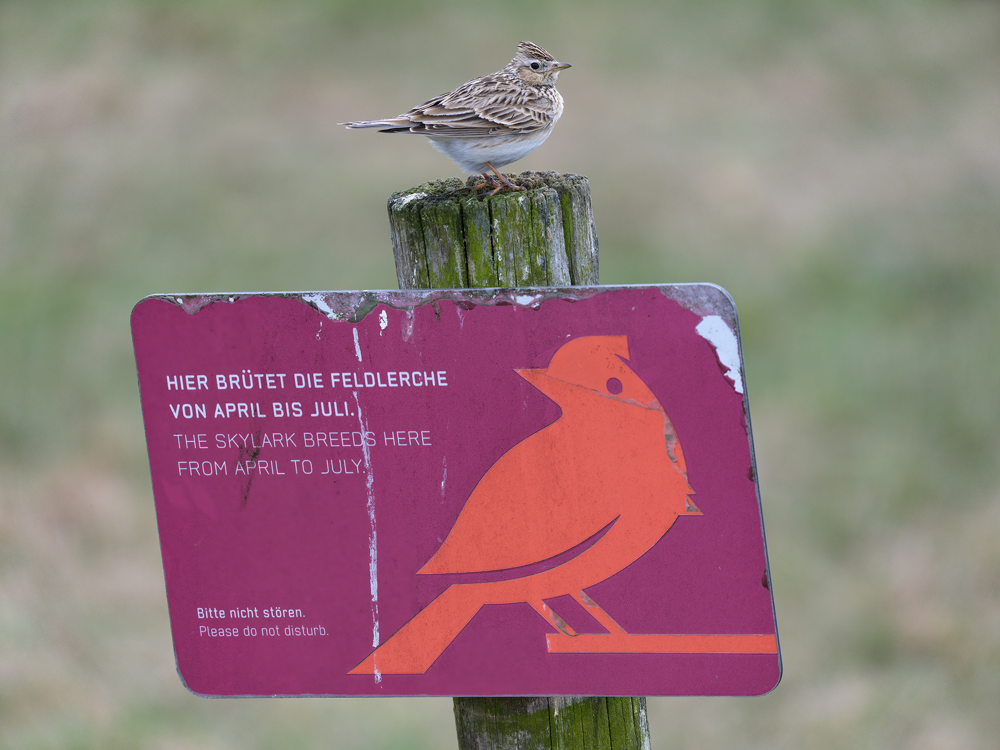 Ja, die Feldlerchen ...